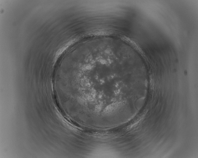 X0000076080725200610061615