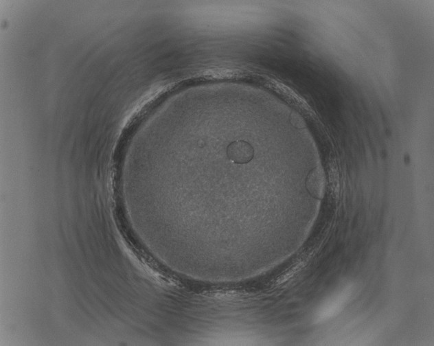 X0000076080730200610061615