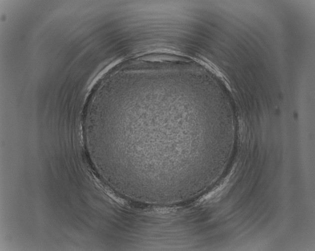 X0000076080782200610061615