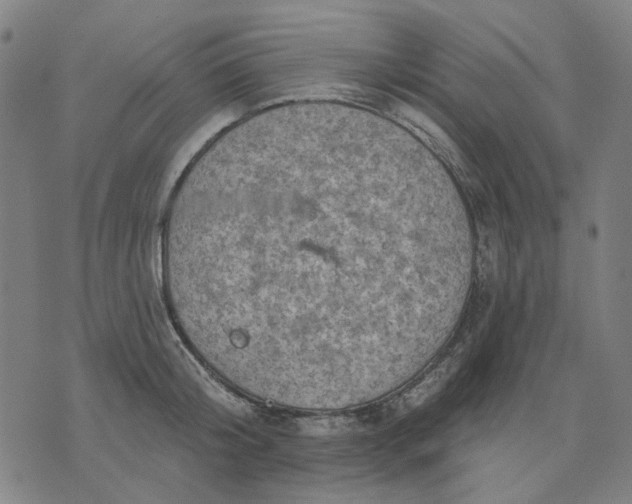 X0000076080804200610061614