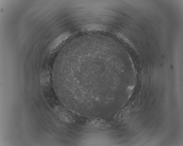 X0000076080824200610061614