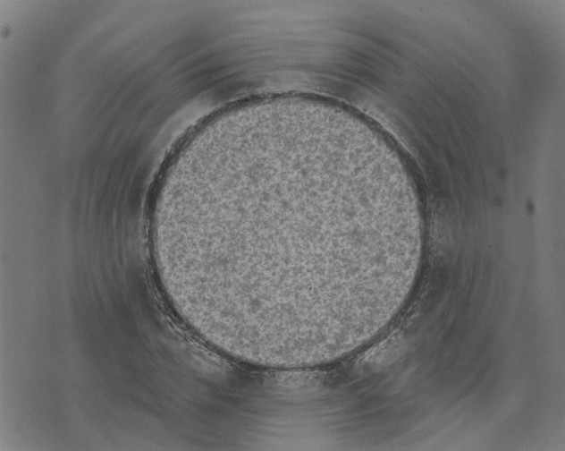 X0000076080832200610061614