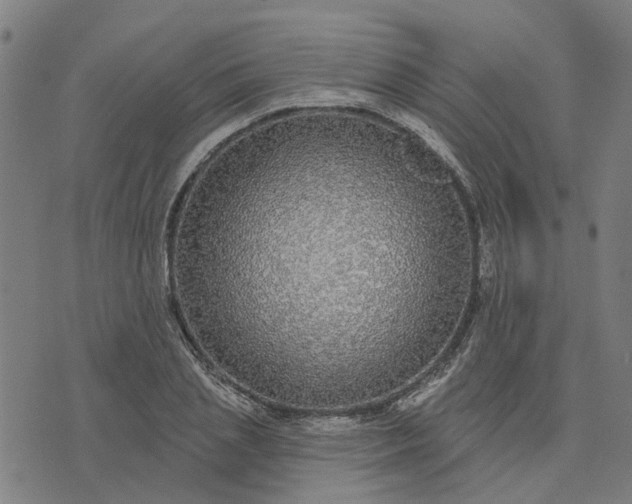 X0000076080837200610061614