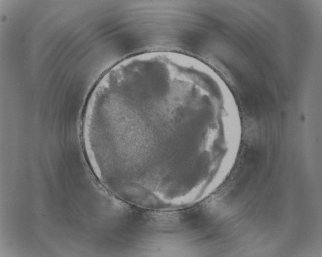 X0000076080856200610061614