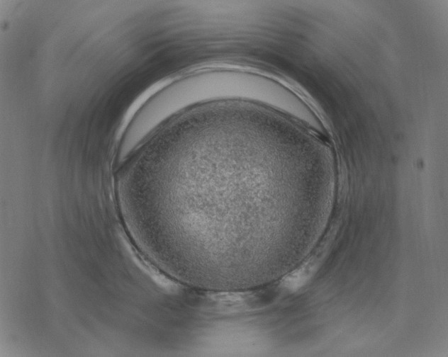 X0000076080862200610061614