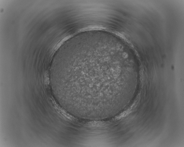 X0000076080929200610061612