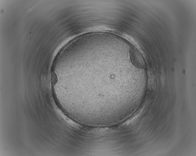 X0000076080939200610061612