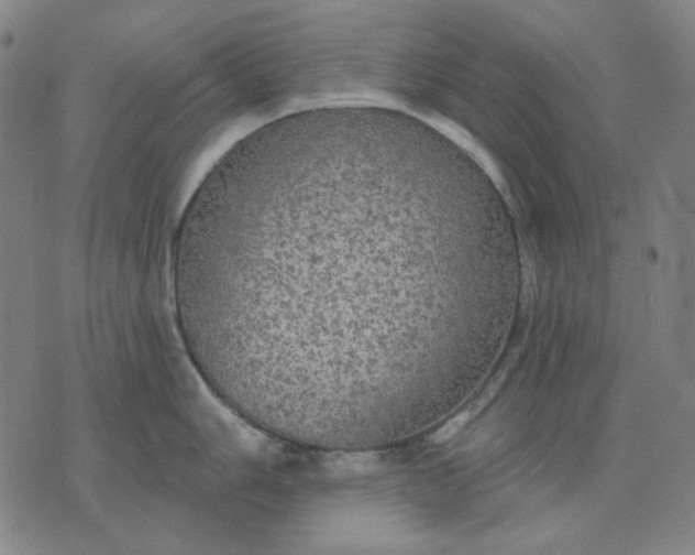 X0000076081006200610061611