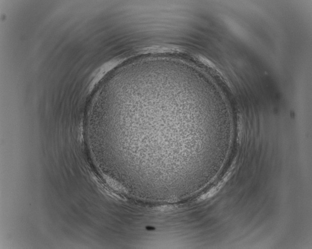 X0000076081017200610061610