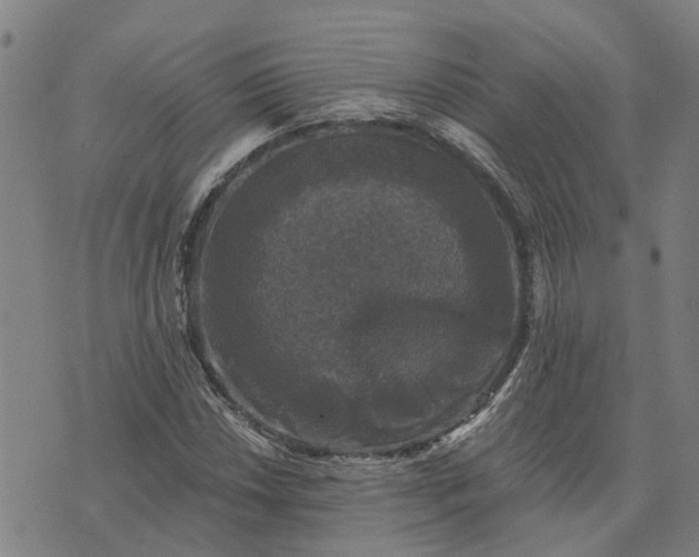 X0000076081018200610061610