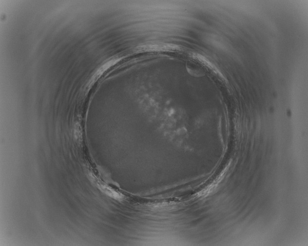 X0000076081025200610061611