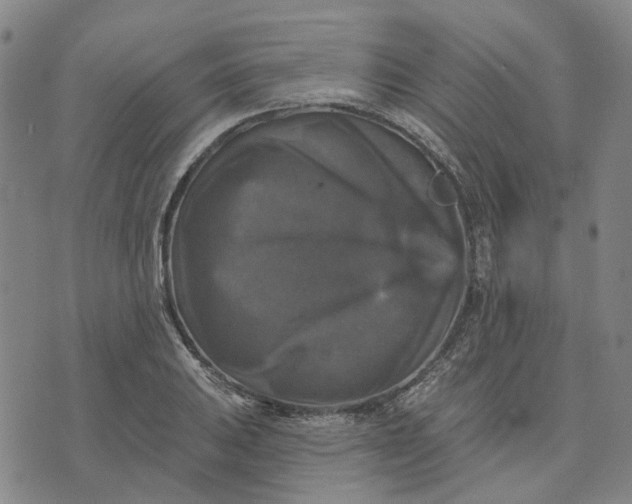 X0000076081031200610061611