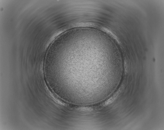 X0000076081033200610061611