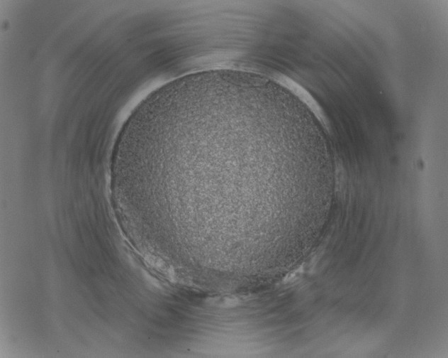 X0000076081051200610061611