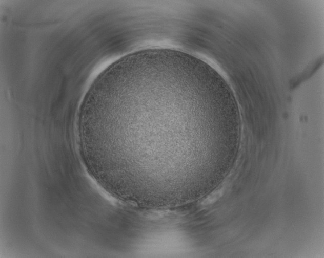 X0000076081056200610061611