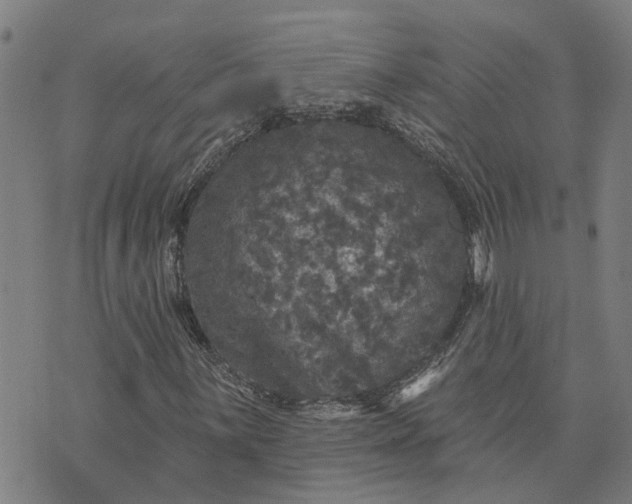 X0000076081059200610061610