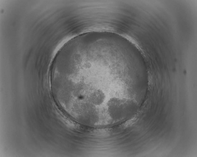 X0000076081078200610061610