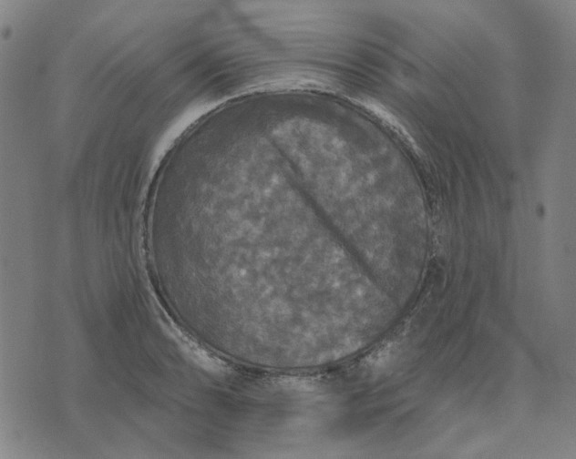 X0000076081086200610061610