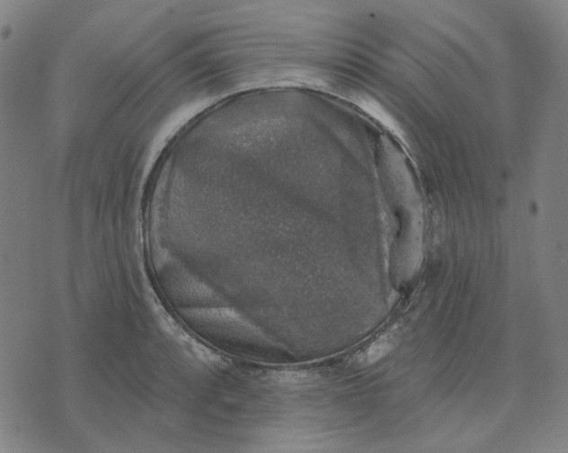 X0000076081088200610061610