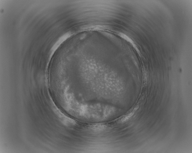 X0000076081090200610061610