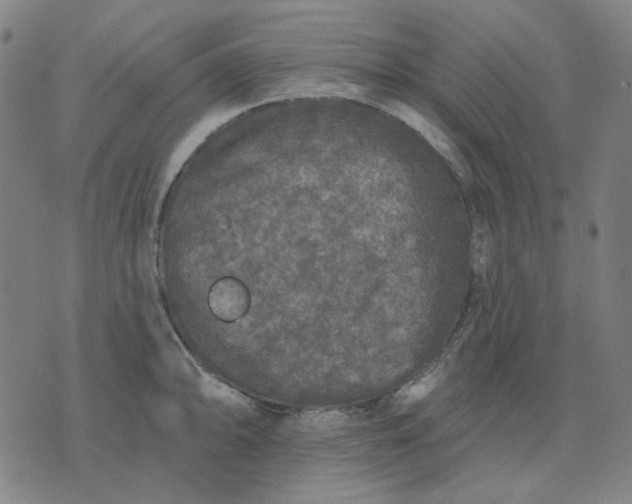 X0000076081094200610061610