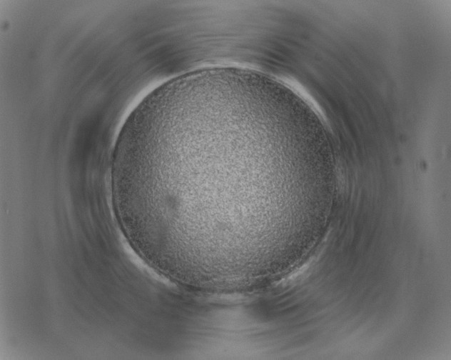 X0000076081100200610061610