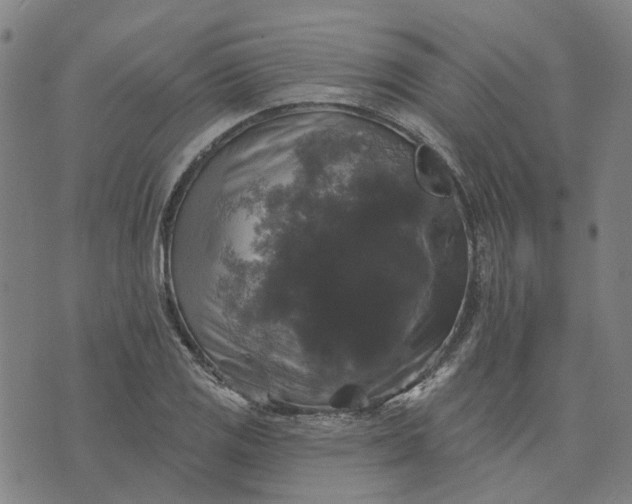 X0000076081125200610061609