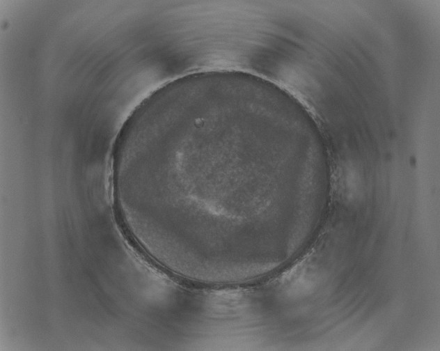 X0000076081126200610061609