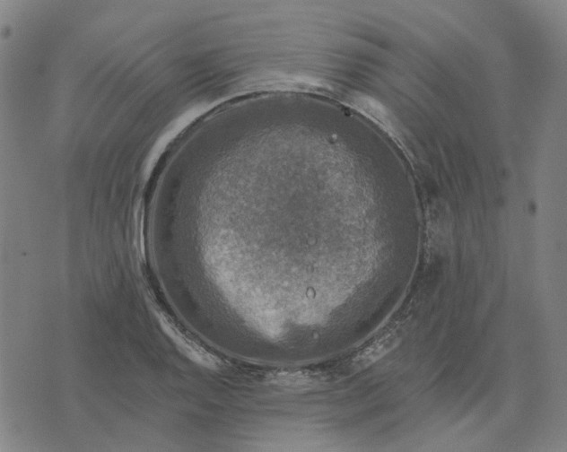 X0000076081128200610061609