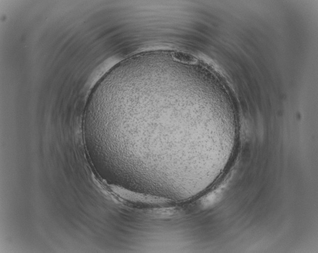 X0000076081137200610061609