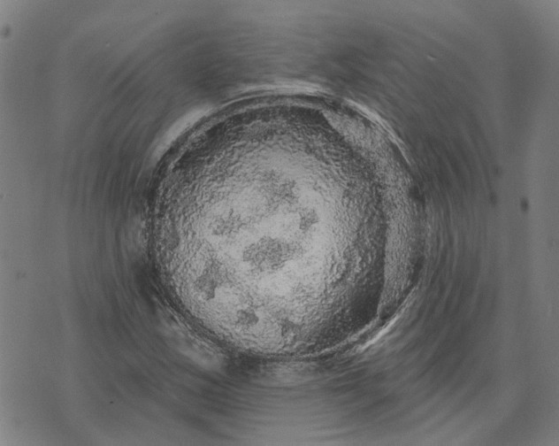 X0000076081163200610061609