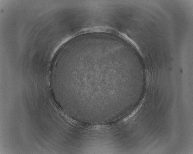 X0000076081166200610061609