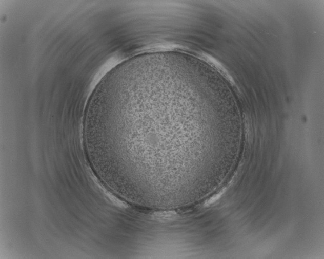 X0000076081186200610061608