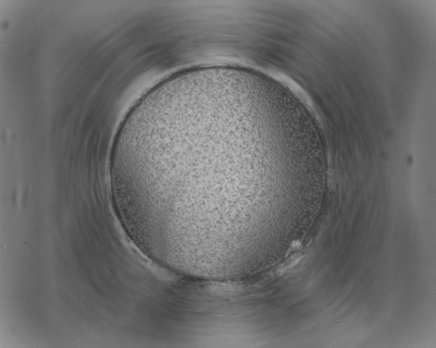 X0000076081191200610061608