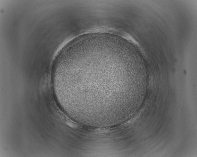 X0000076081216200610061607