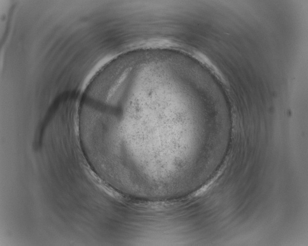 X0000076081232200610061608