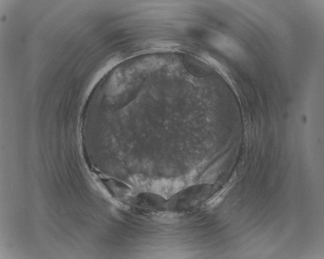 X0000076081235200610061608