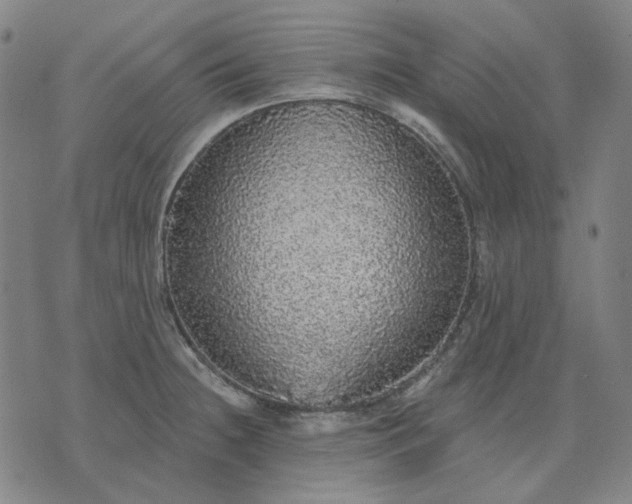 X0000076081236200610061608