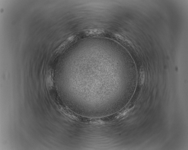 X0000076081250200610061607