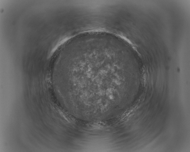 X0000076081255200610061607