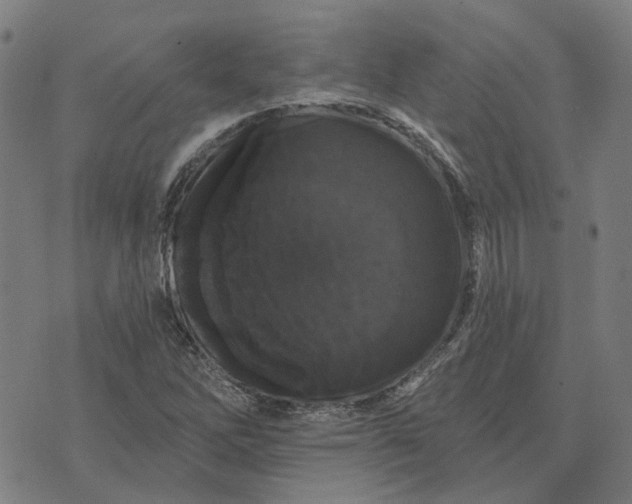 X0000076081262200610061607