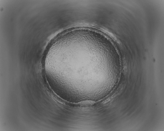 X0000076081264200610061607