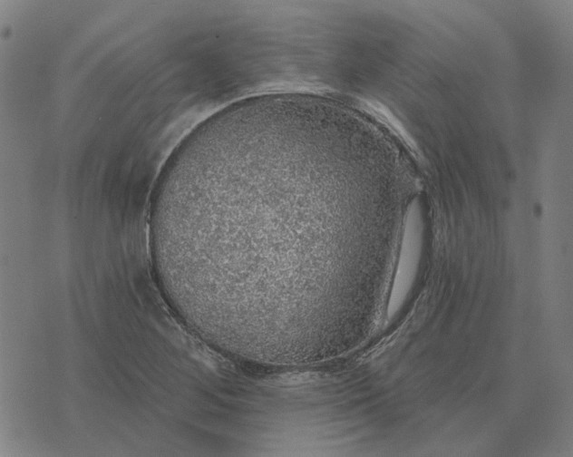 X0000076081268200610061607