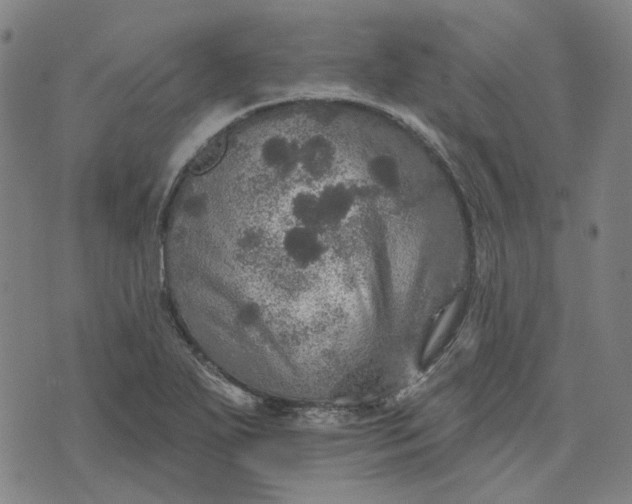 X0000076081271200610061607