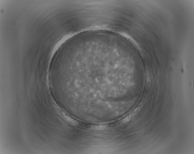 X0000076081278200610061607