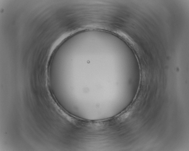 X0000076081286200610061607