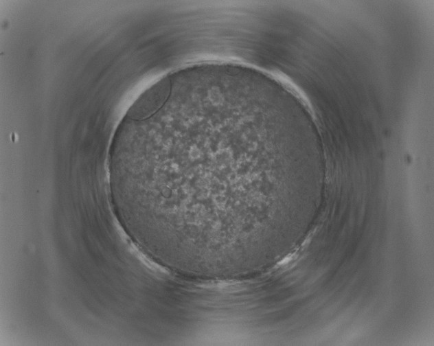 X0000076081287200610061606