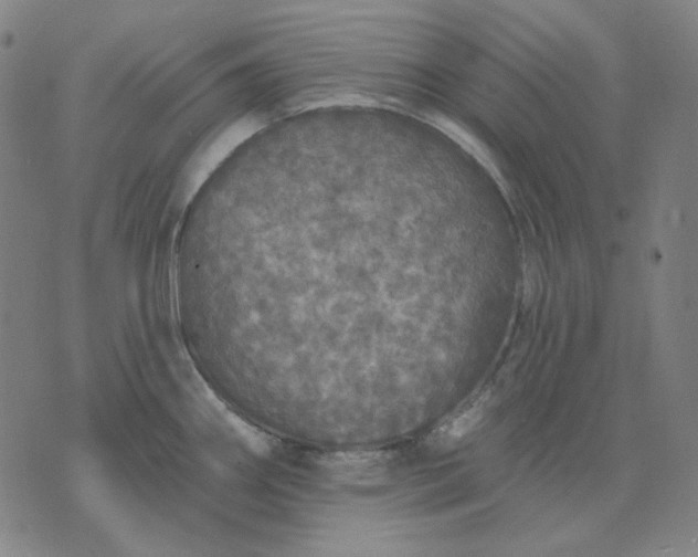 X0000076081290200610061606