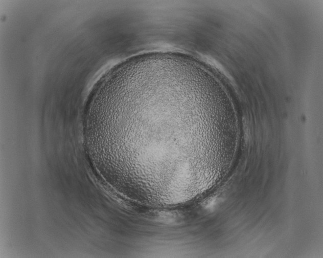 X0000076081318200610061606