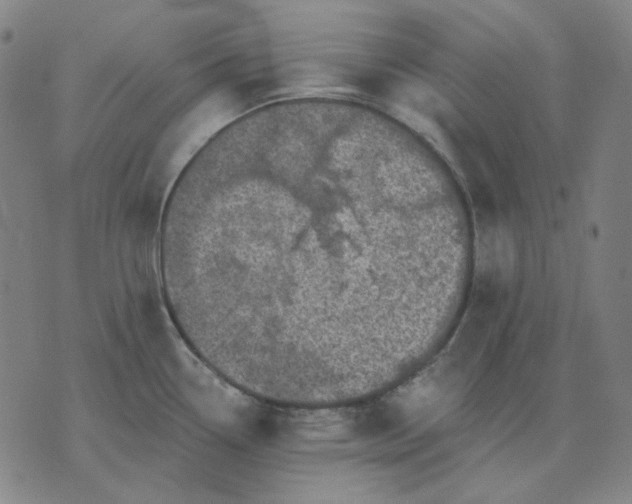 X0000076081338200610061606